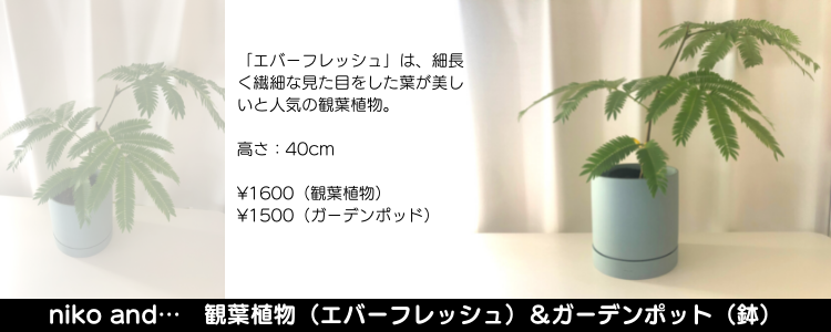niko and…　観葉植物（エバーフレッシュ）＆ガーデンポット（鉢）
